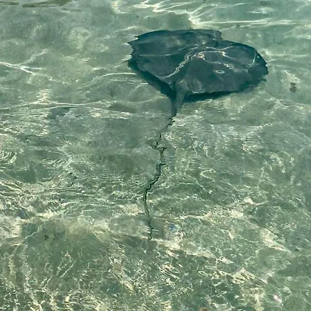 Piccolina Aiguebelle Lavandou Face Aux Iles Villa