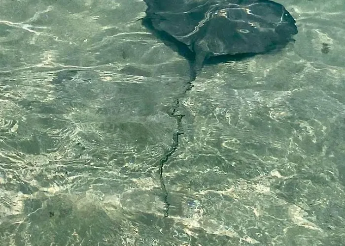 Piccolina Aiguebelle Lavandou Face Aux Iles Villa